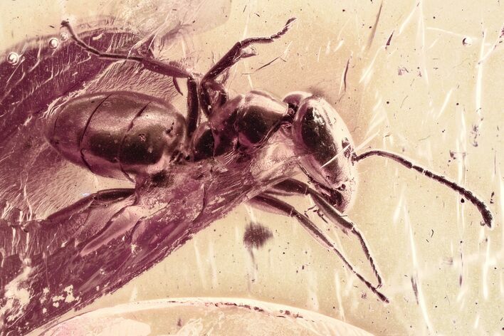 Detailed Fossil Ant (Formicidae) In Baltic Amber #330692